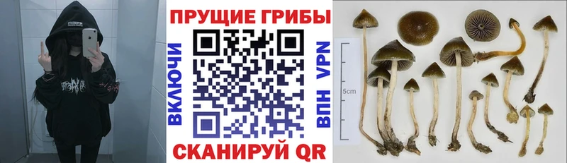 Псилоцибиновые грибы MAGIC MUSHROOMS  Купить где  Суоярви 
